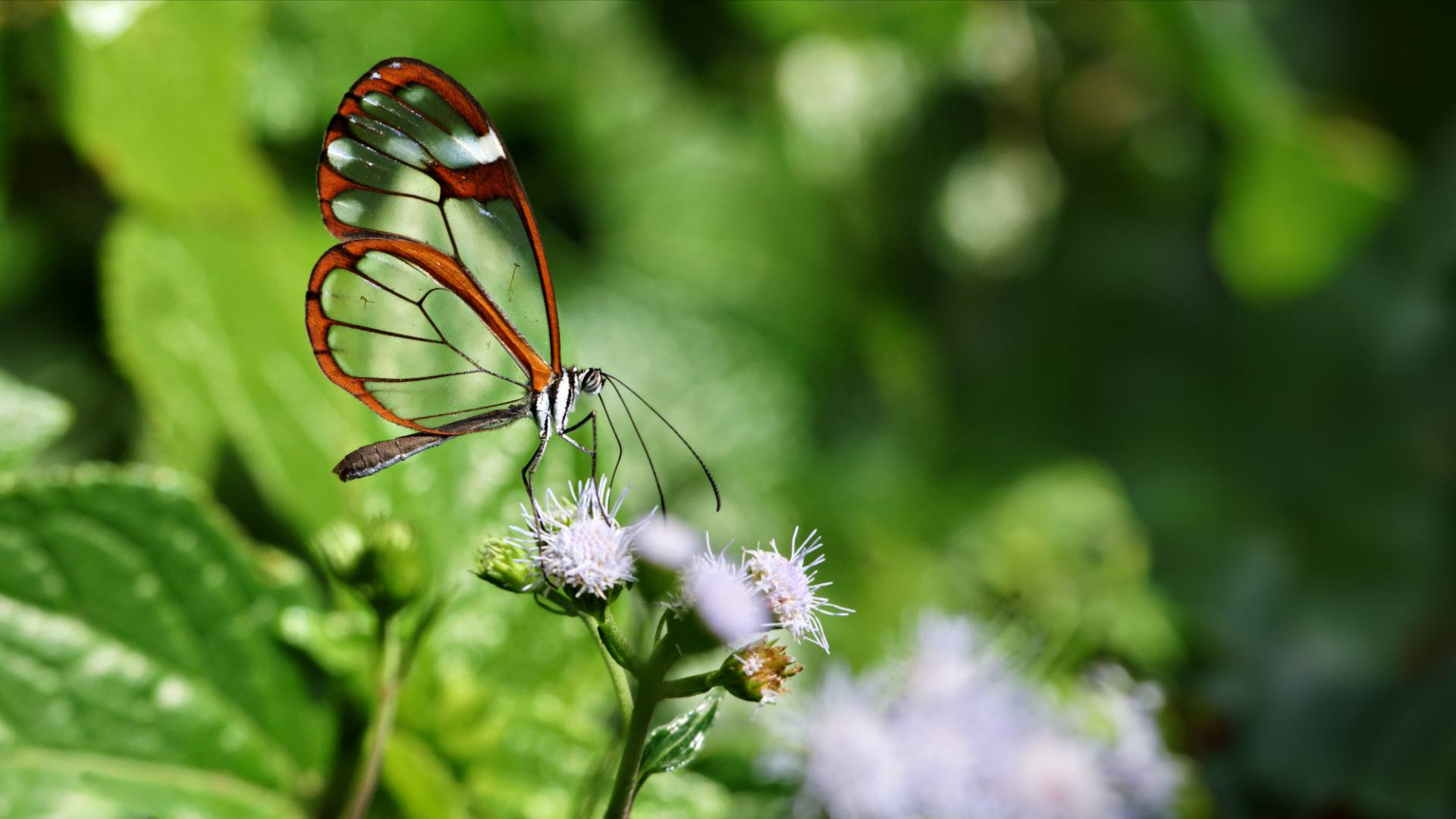 Glasflügler (greta nero)